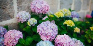 Uroda hortensji na tarasie i w ogrodzie- zdjęcia pełnych kwiatów hortensji w ogrodach